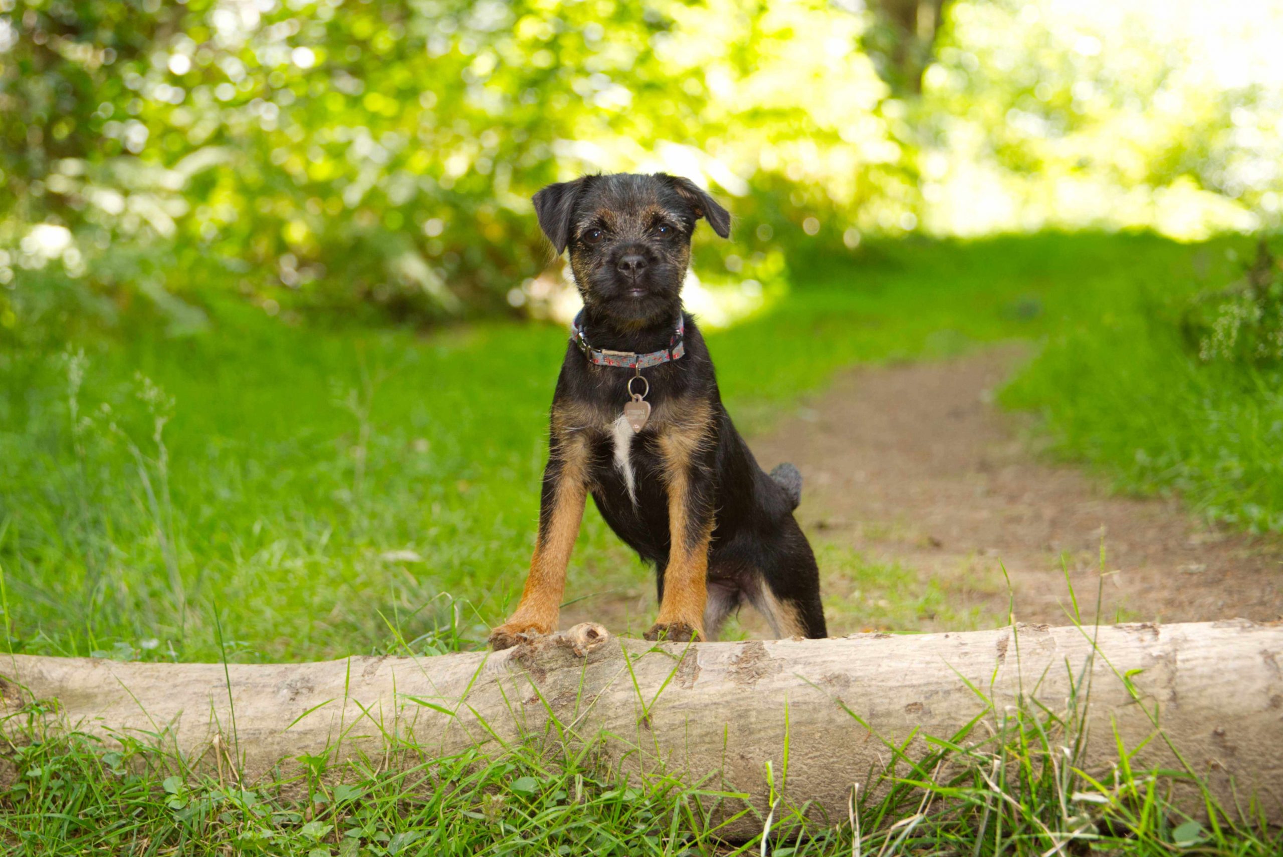 Border Terrier Puppy photo shoot