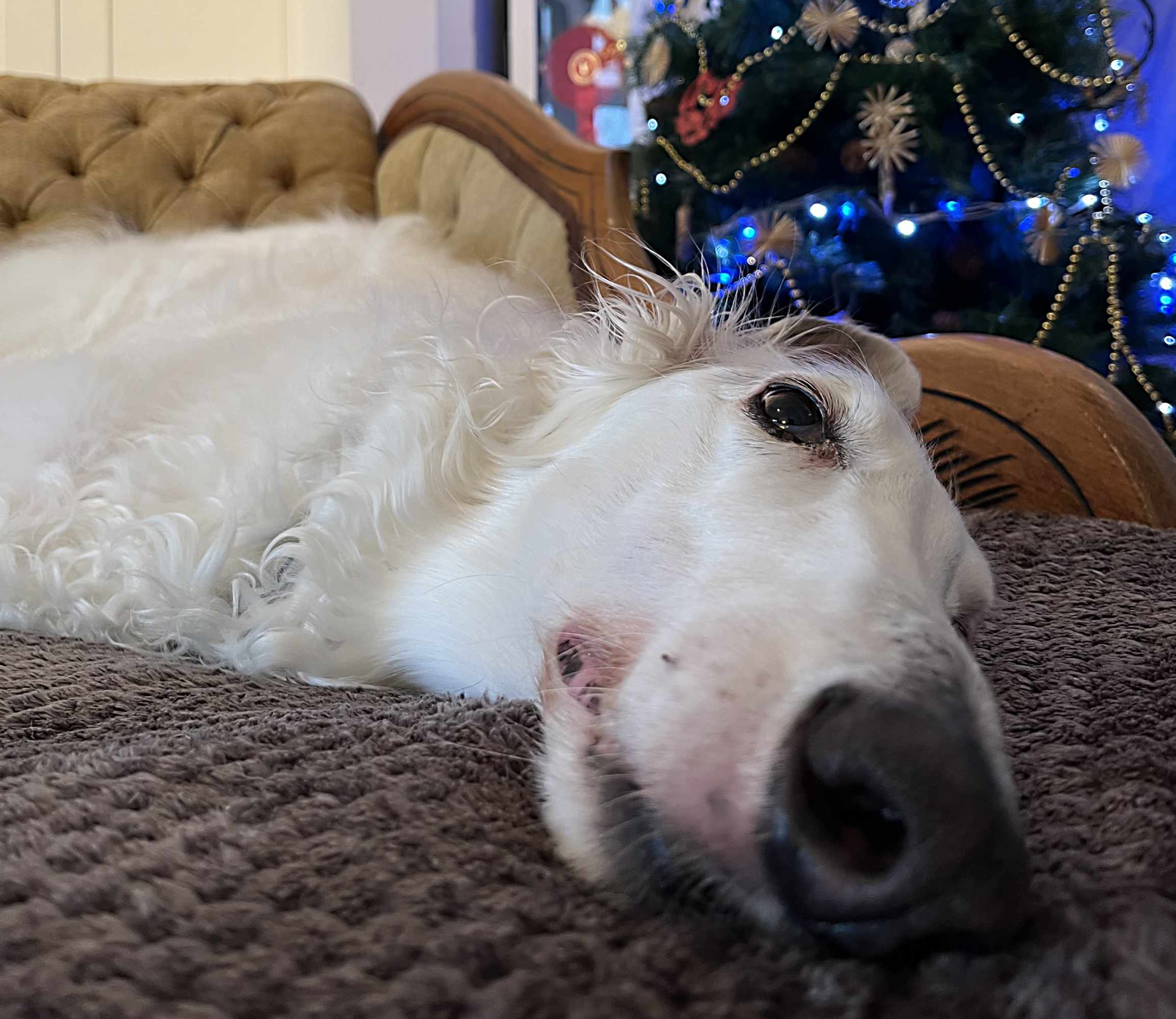 sleepy borzoi and christmas tree
