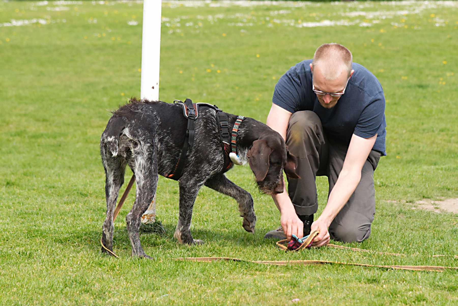 German Pointer and owner scent training adventure dog photo shoot Guildford
