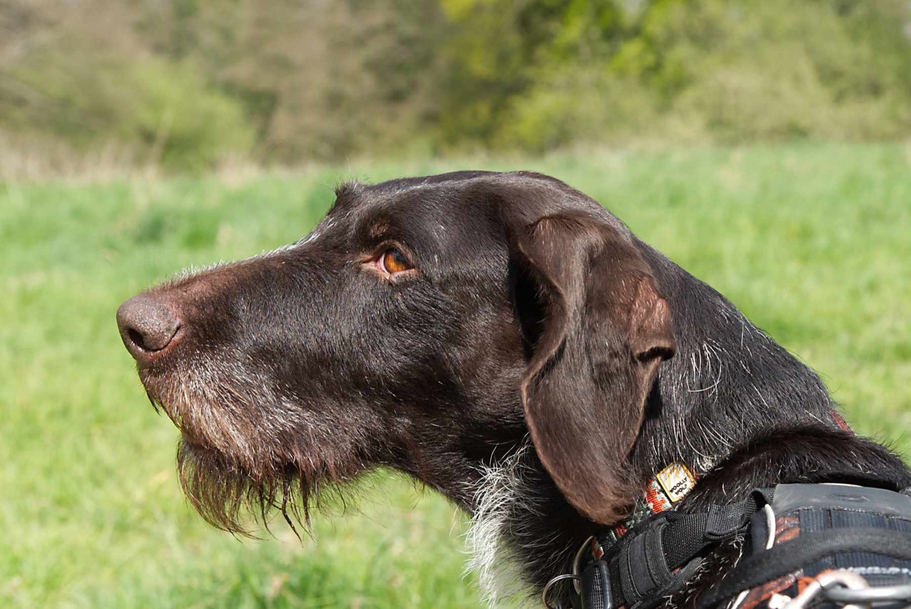 German Pointer dog portrait photo shoot Surrey by Nadina Bee