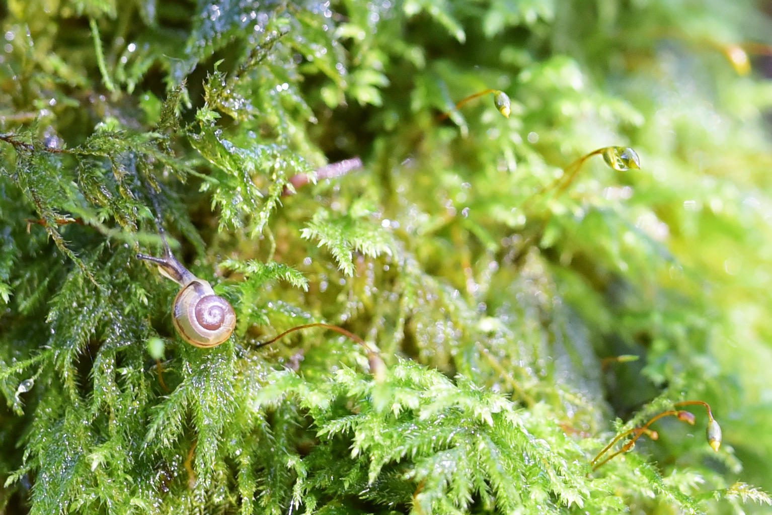 photo of a tiny snail in moss for article about protecting nature at work and providing sustainable dog photography Guildford