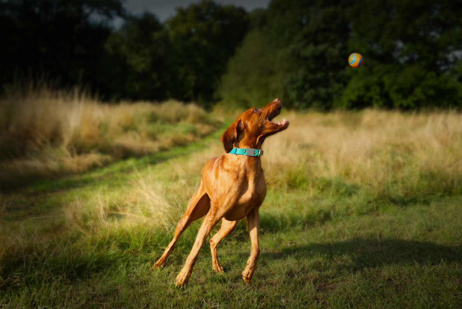 Hungarian Vizsla playing with dog in a park during fun photo dog session in Surrey Woking Guildford by Dog Photographer Nadina Bee