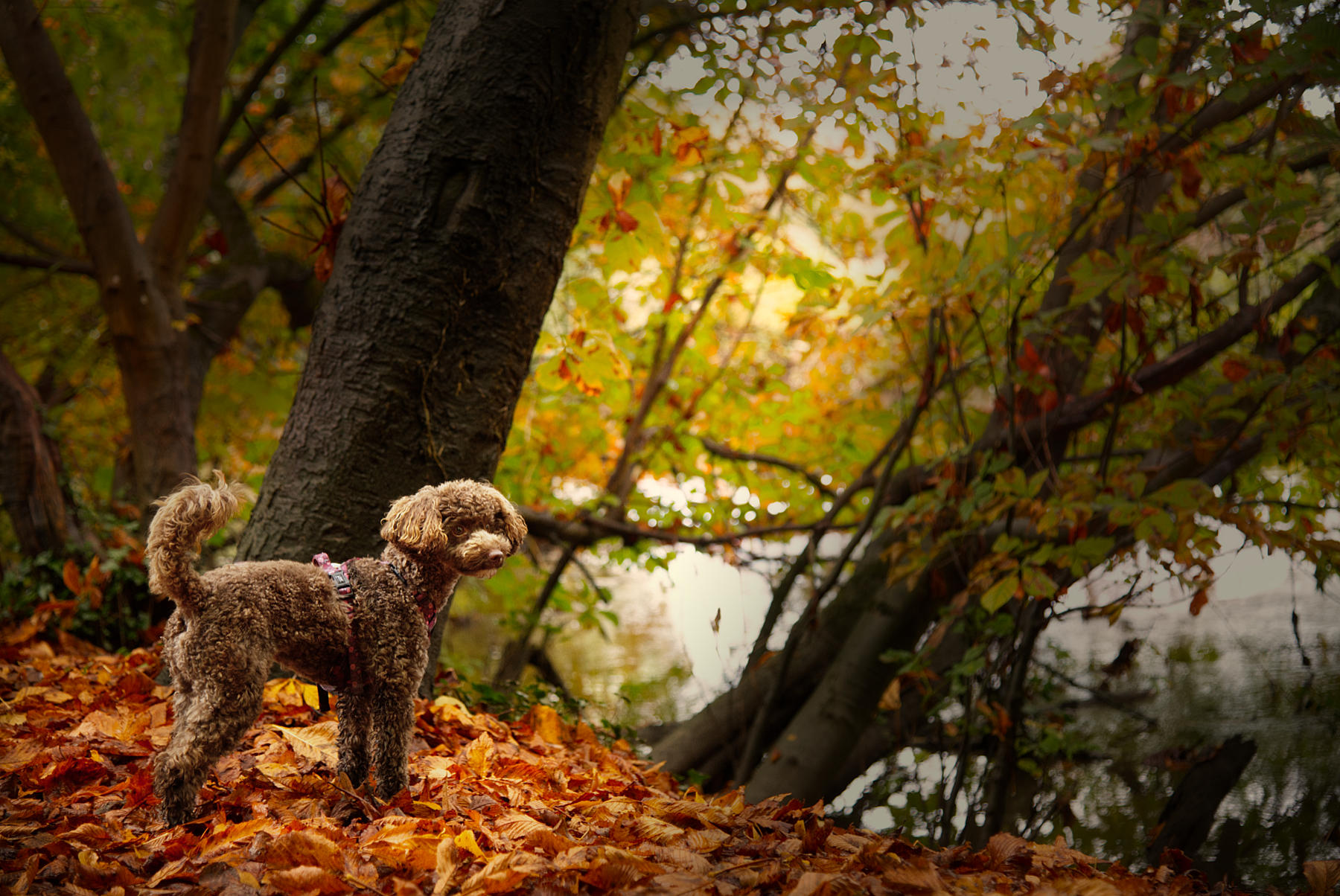 cute brown cavapoo standing in autumn wood next to a serene river