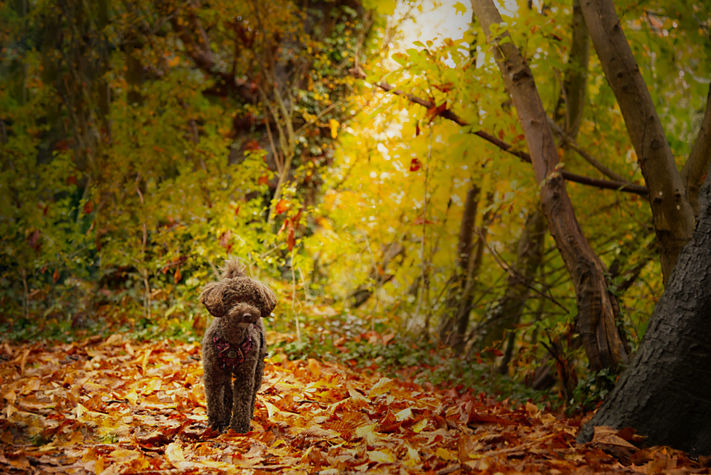 cute brown cavapoo autumn play dog photo shoot in Surrey
