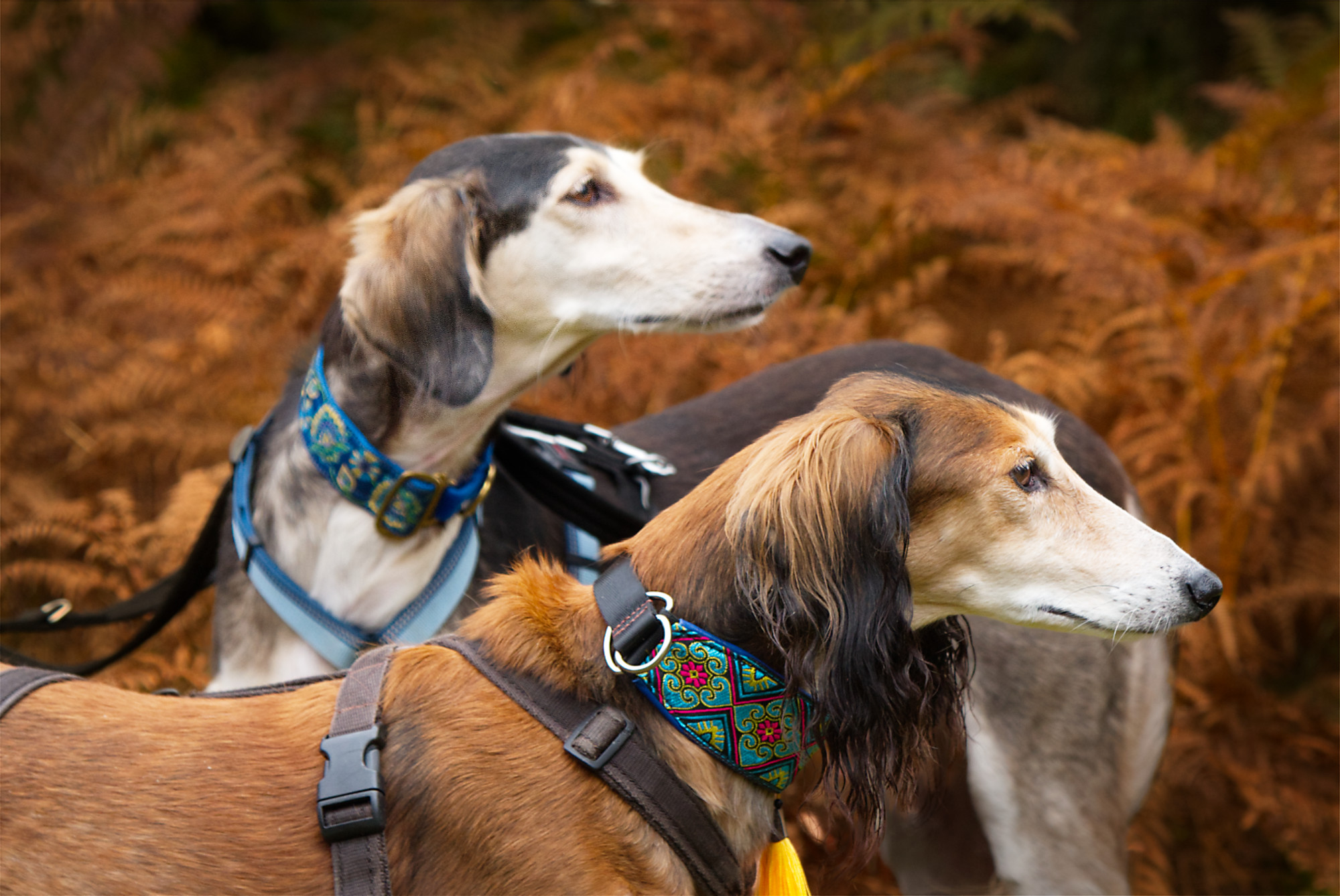SmallSizeFile Majestic Saluki photo shoot in Guildford in Autumn woodland_by_Nadina_Bee