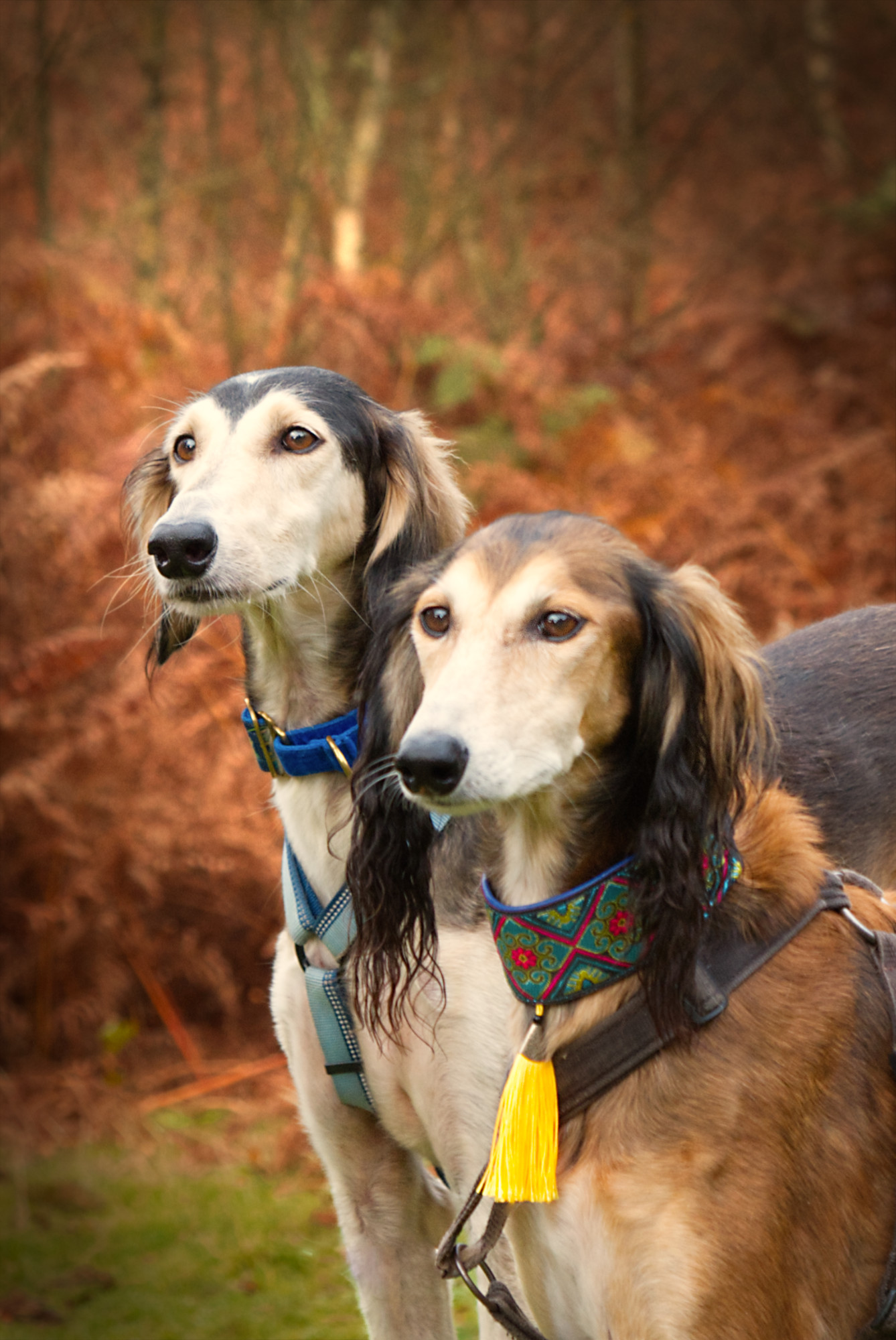 Saluki dog photo shoot in Guildford