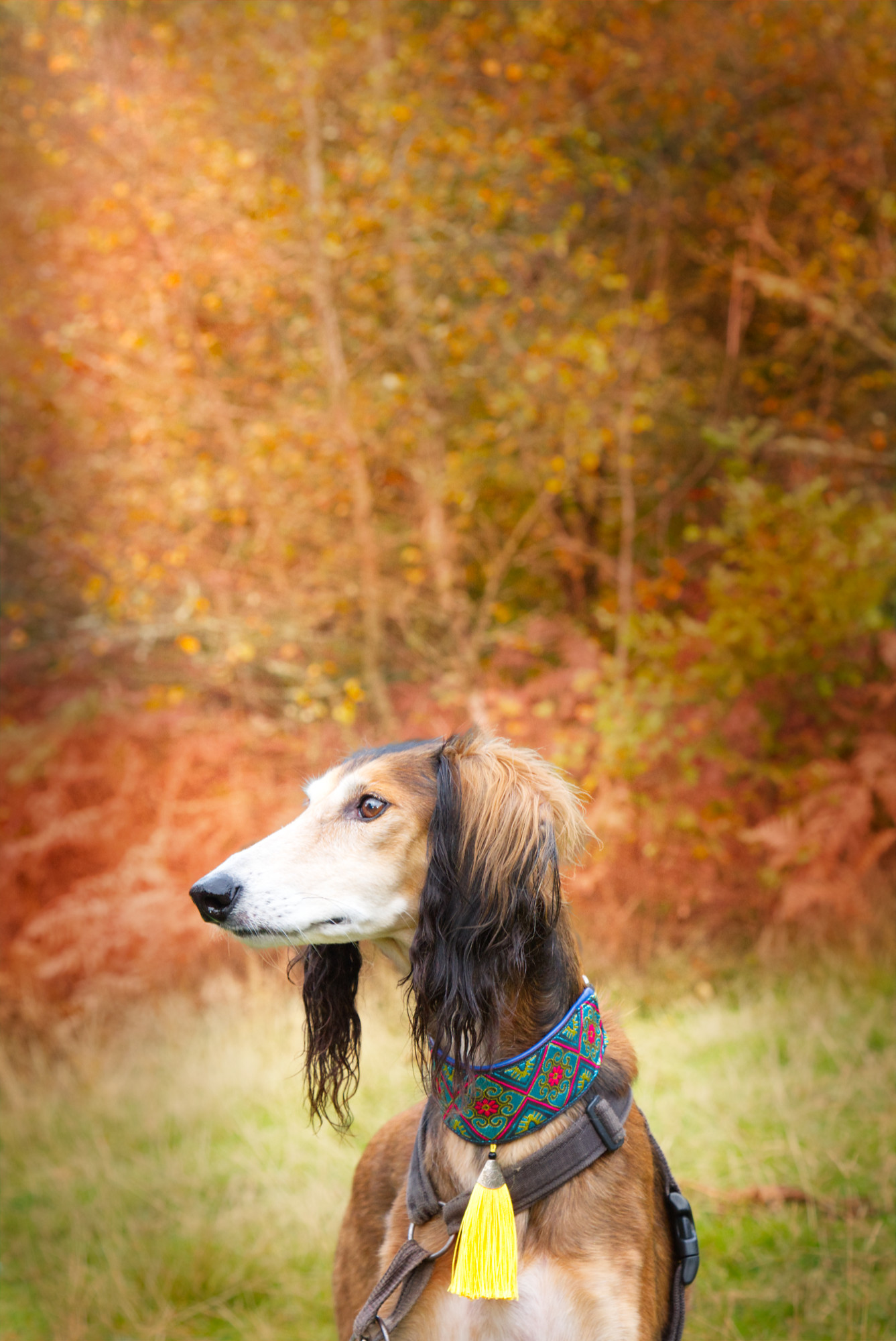 Saluki photo shoot in Guildford by_Nadina_Bee