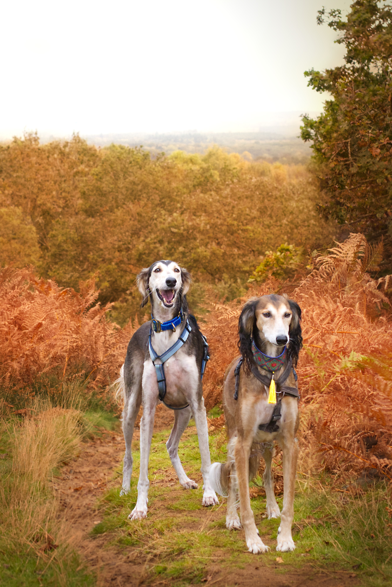 two beautiful salukis in autumn woodland for saluki photo shoot in Surrey_by_Nadina_Bee