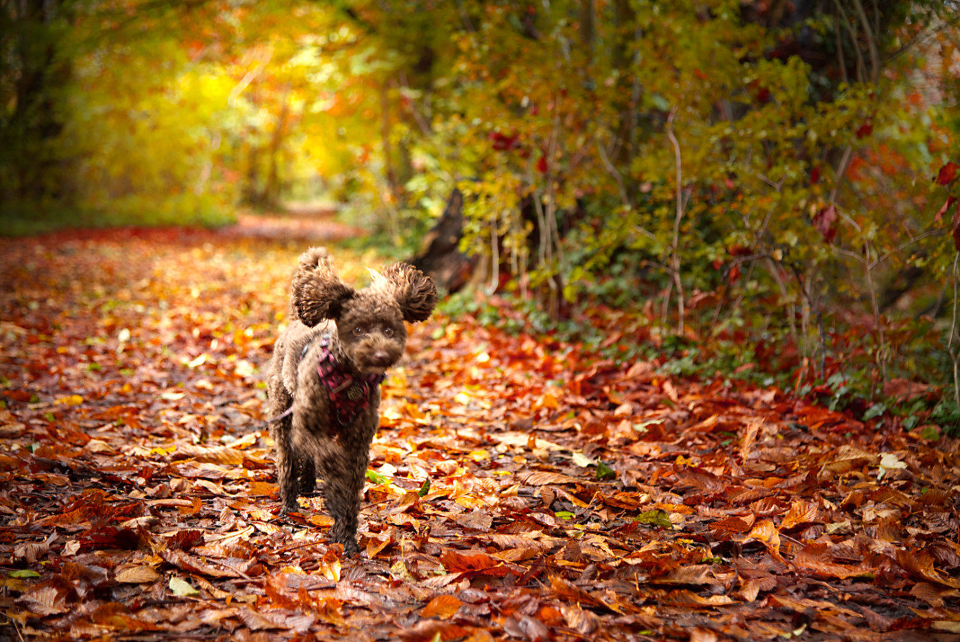 cute brown cavapoo photo shoot Surrey 