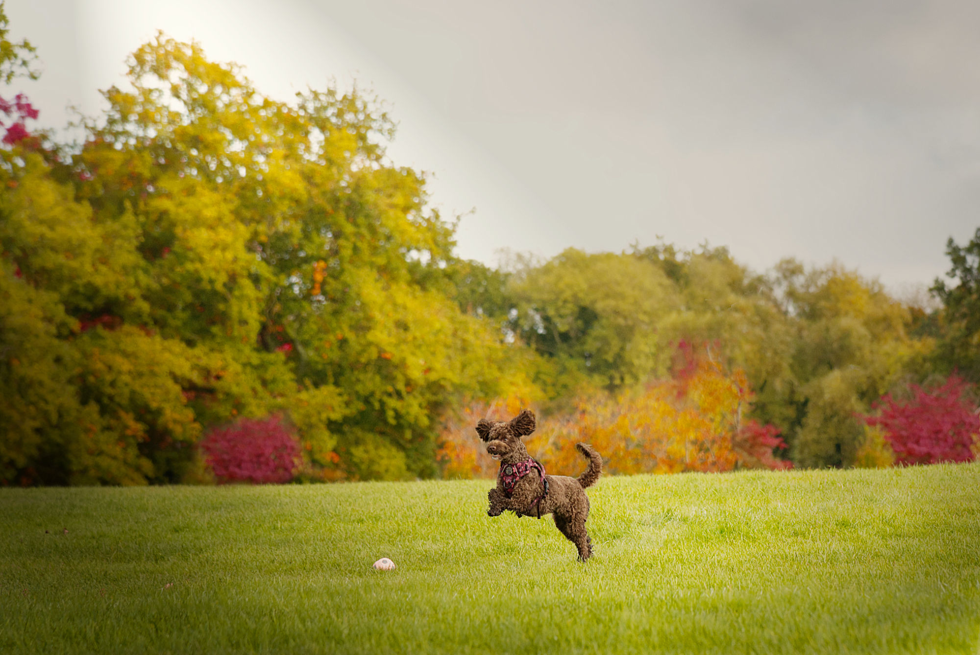 avapoo playing ball dog photo shoot in Surrey